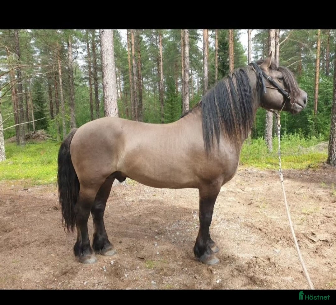 Avelshästar hästar till salu: Unik avelshingst med färgen musblack. i Byske - Annons 2