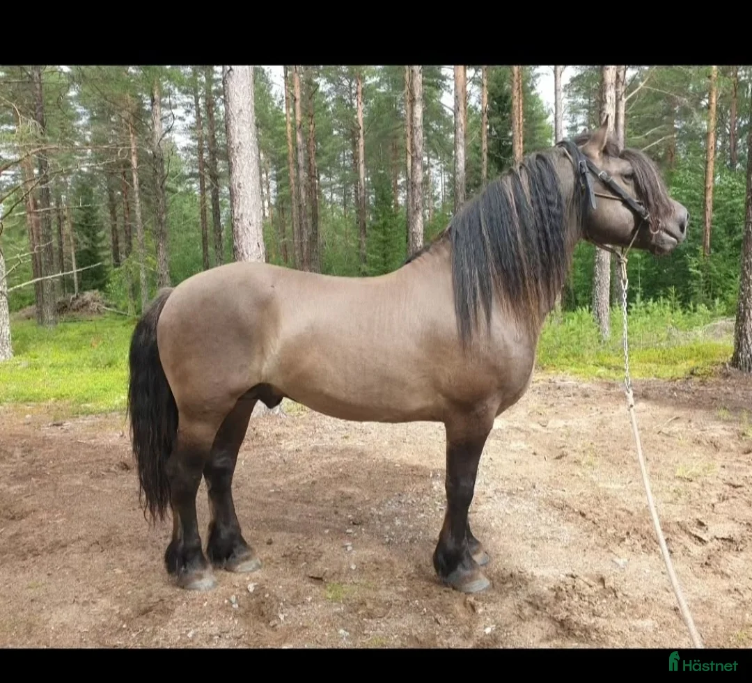 Avelshästar hästar till salu: Unik avelshingst med färgen musblack. - Annons 2