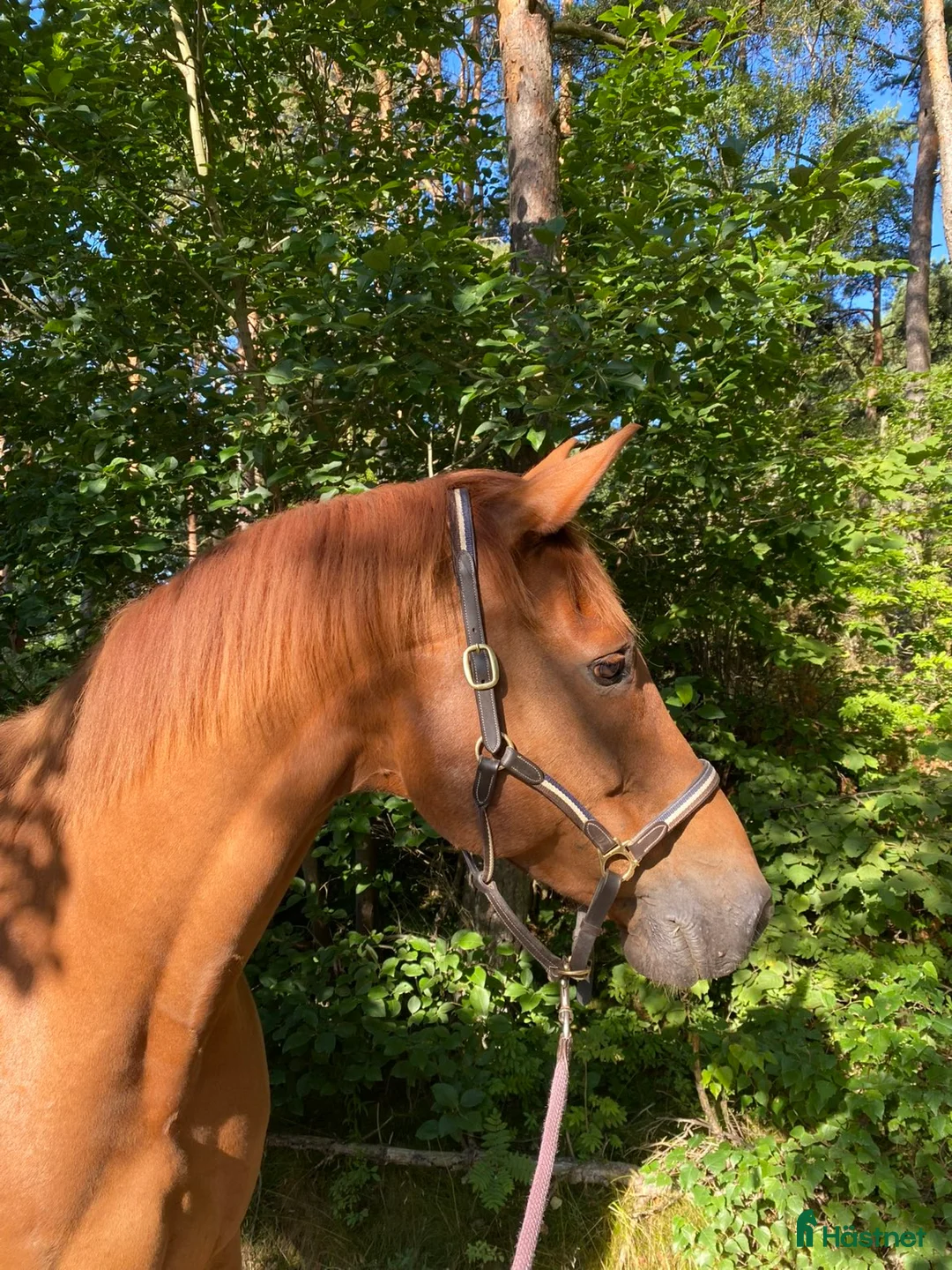 Sällskap hästar till salu: Trevlig valack i Romelanda - Annons 4