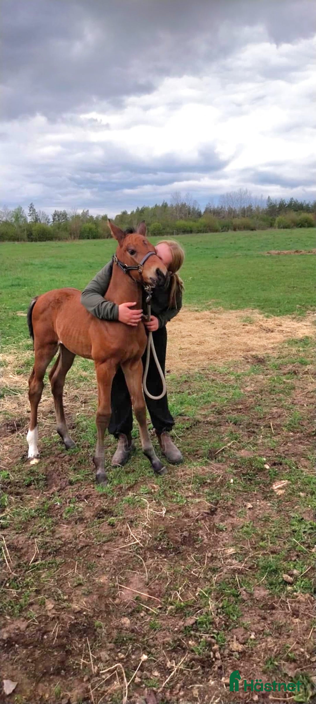 Allround hästar till salu: Charmig kille säljes  i Hultsfred - Bild 5