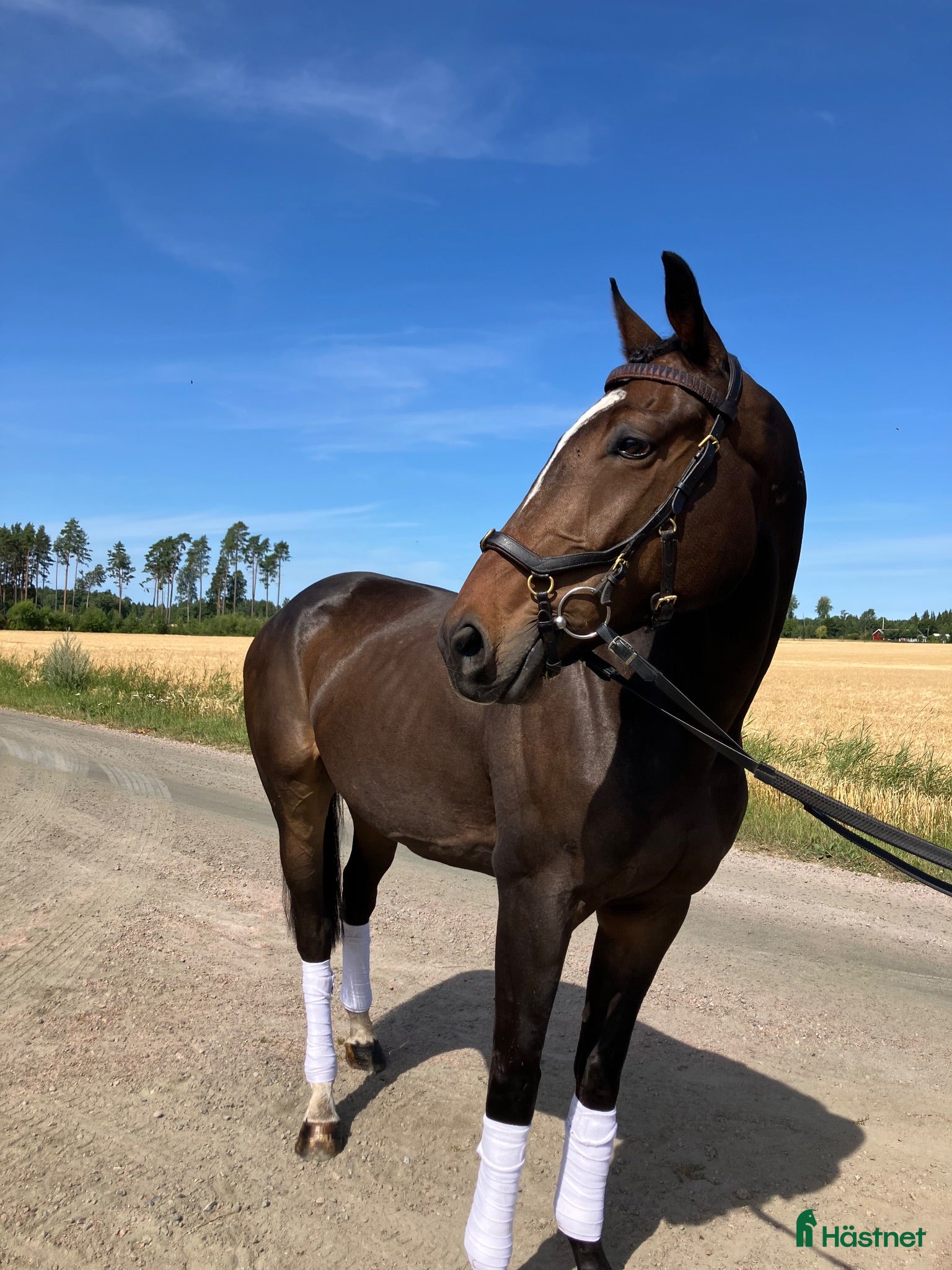  hästar Kanon fin allround häst - Annons 2