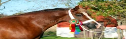 Allround hästar till salu: Magiskt vacker stor welsh cob  - Annons 3