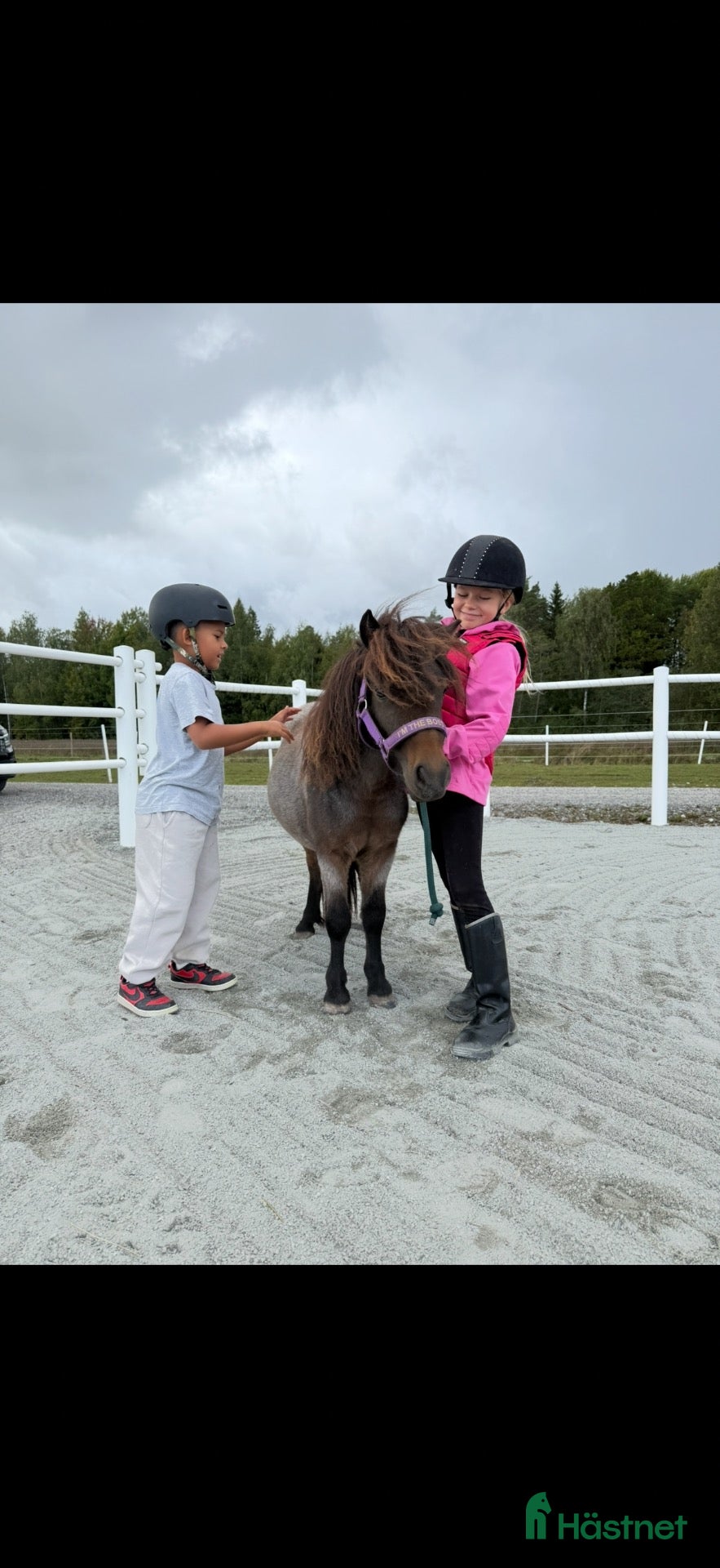  hästar ✨Minna-lovande ungt sto med spännande stam ✨ - Annons 3
