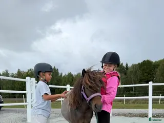 hästar ✨Minna-lovande ungt sto med spännande stam ✨ - Annons 3