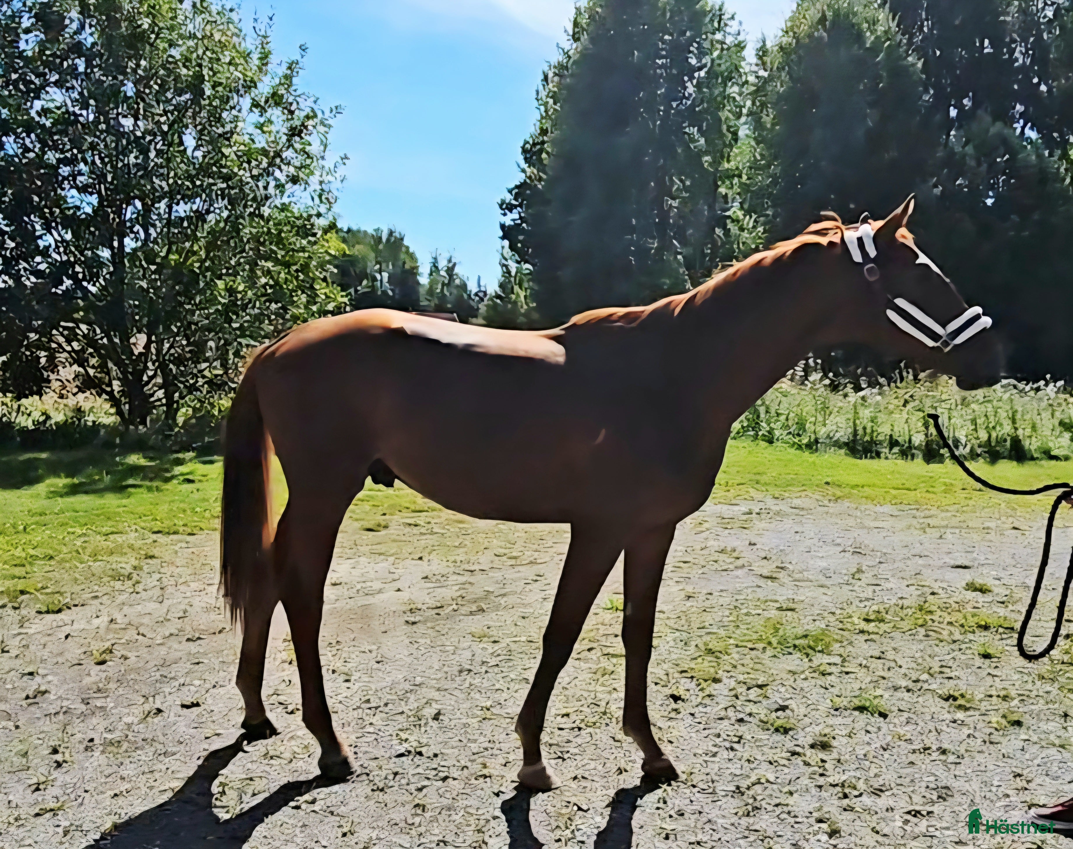  hästar Scopig Fynch hatton avkomma - Annons 23