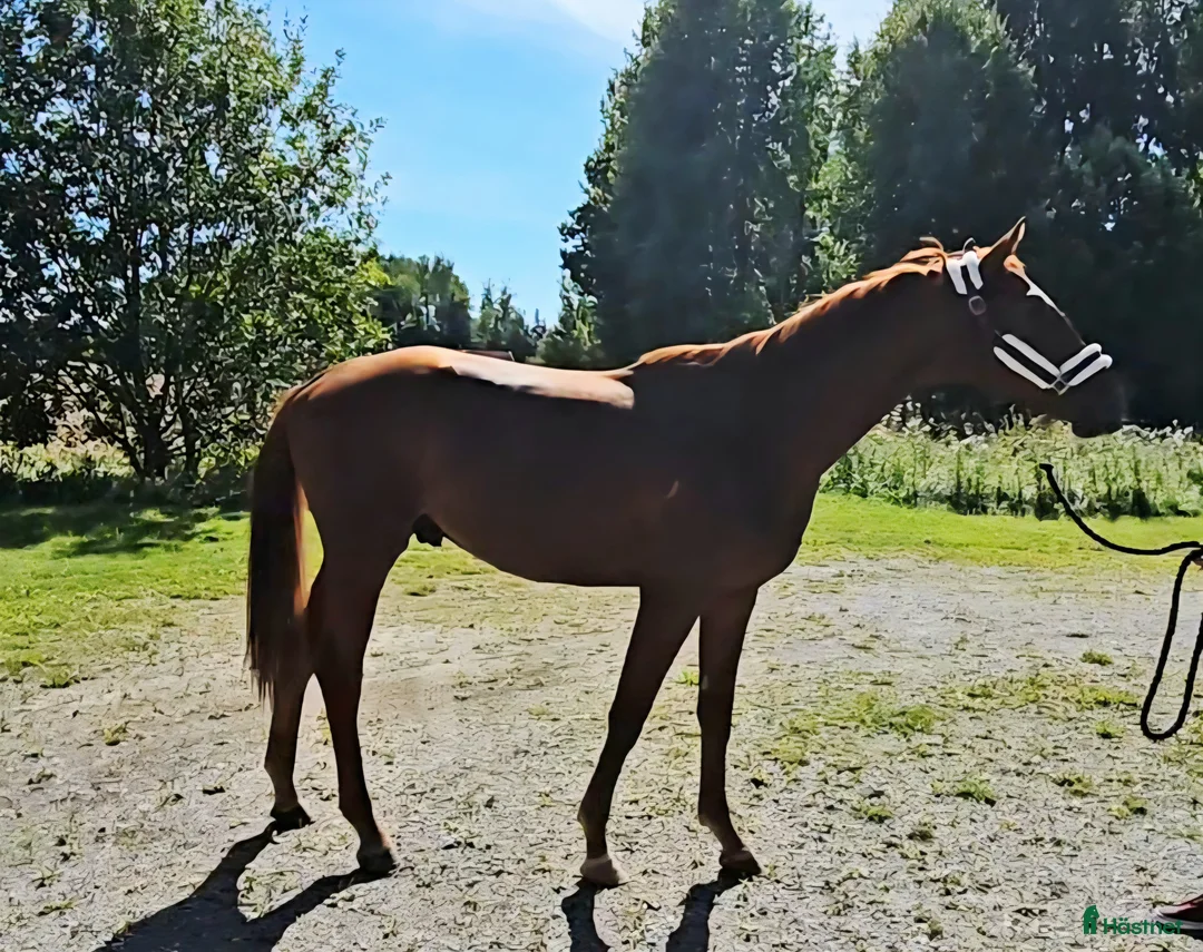 Dressyr hästar till salu: Scopig Fynch hatton avkomma i Fellingsbro - Annons 1