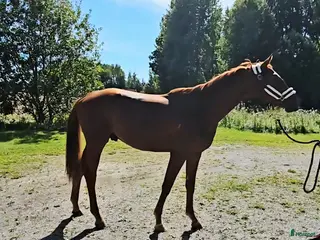 hästar Scopig Fynch hatton avkomma - Annons 23