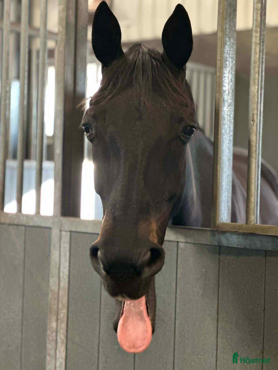 Dressyr hästar till salu: Vackert sto för lättare ridning.  i Torslanda - Annons 3