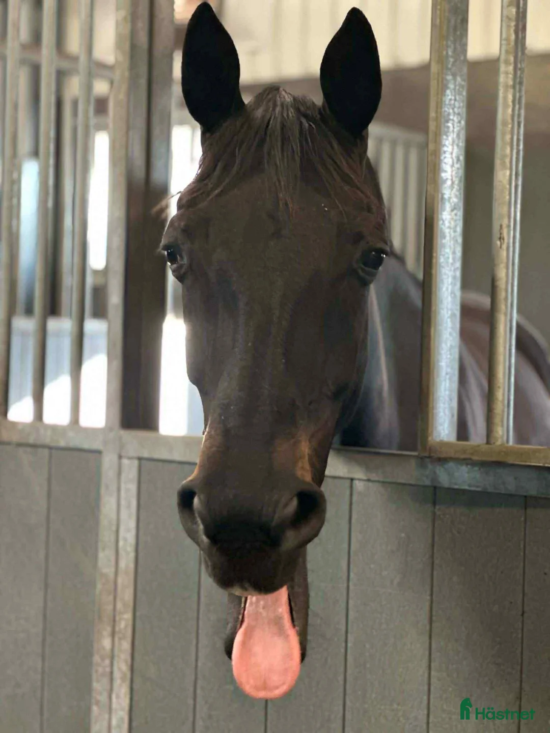 Dressyr hästar till salu: Vackert sto för lättare ridning.  i Torslanda - Annons 3