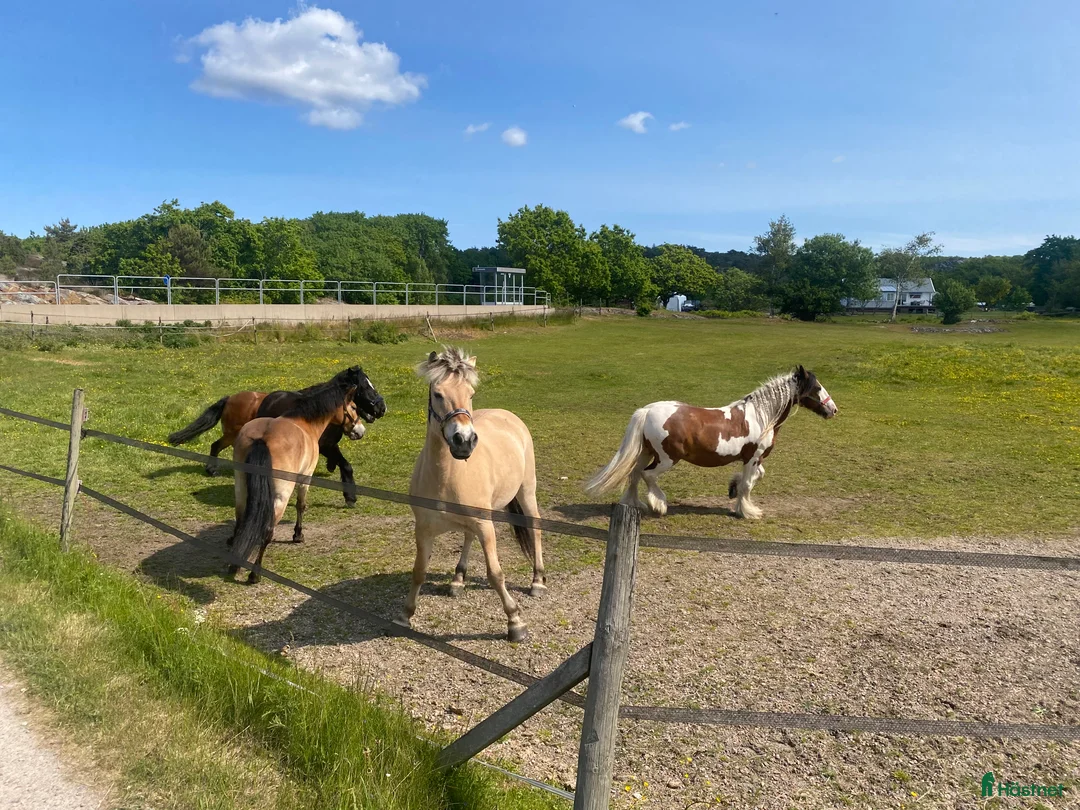 Allround hästar sökes: Ridskola söker! i Fiskebäckskil - Annons 9