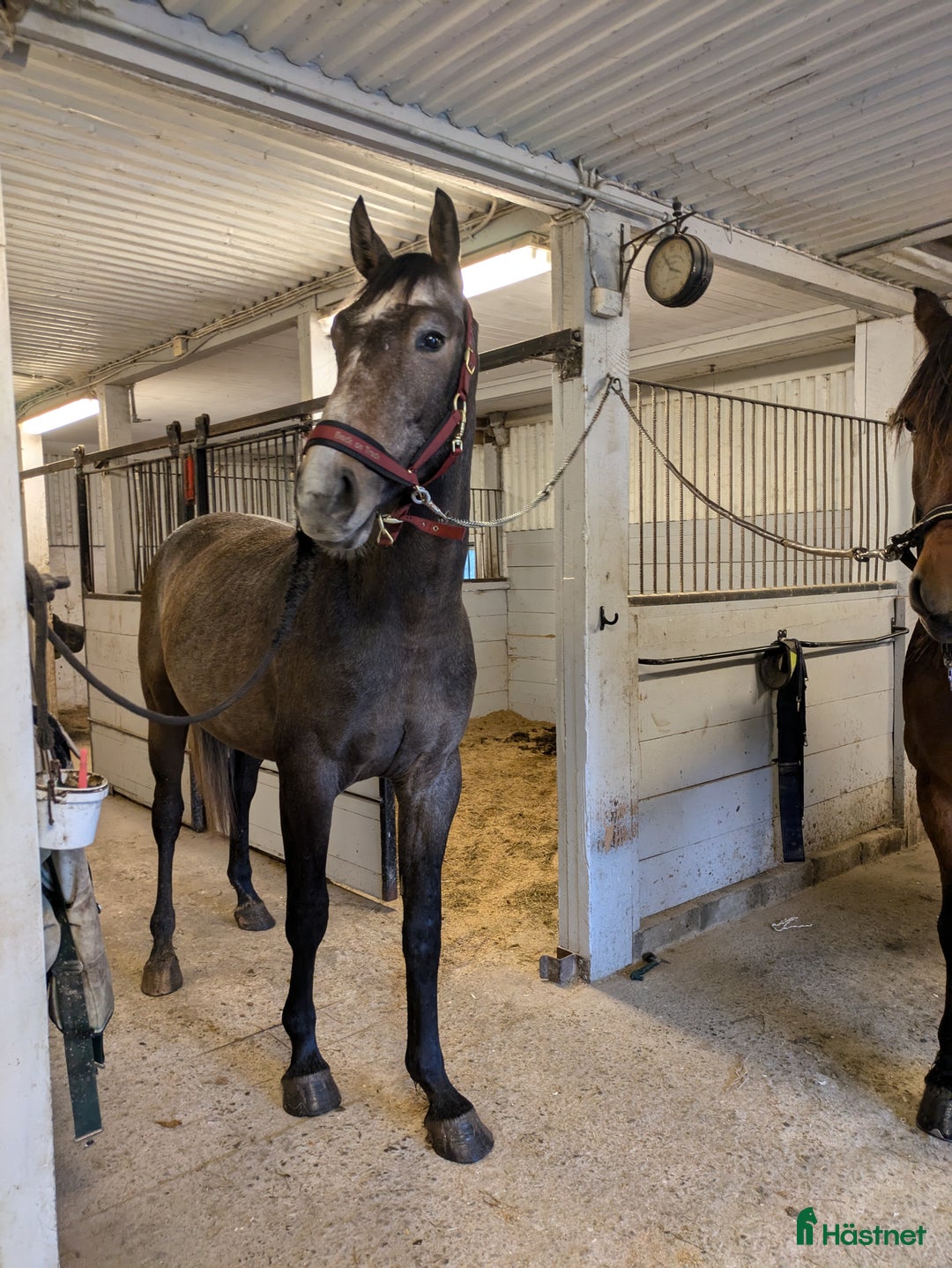 Hoppning hästar till salu: Cryst A llized Vanel  i Fjärås - Annons 4