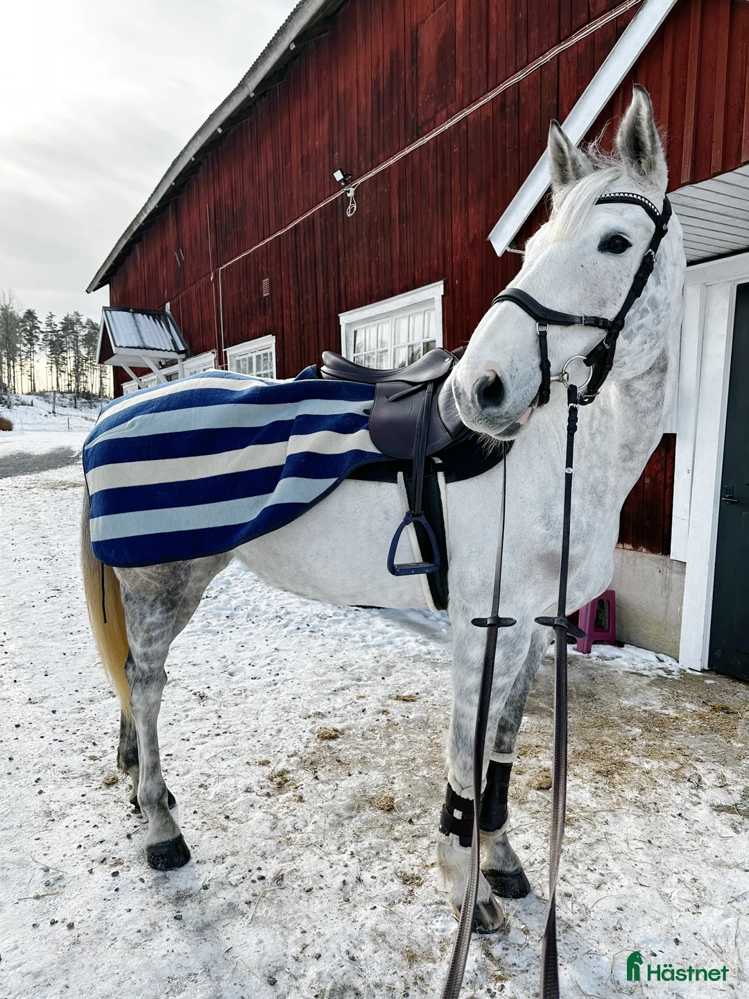 Allround hästar till salu: Fantastiskt sto - Annons 1