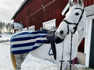 hästar Fantastiskt sto - Annons 8