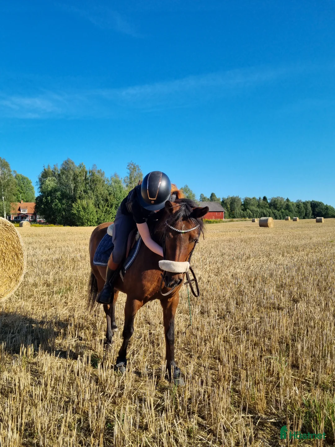 Allround hästar till salu: Gudasnäll skogsmulle i Motala - Annons 1