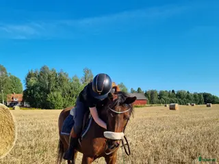 hästar Gudasnäll skogsmulle i Motala - Annons 11