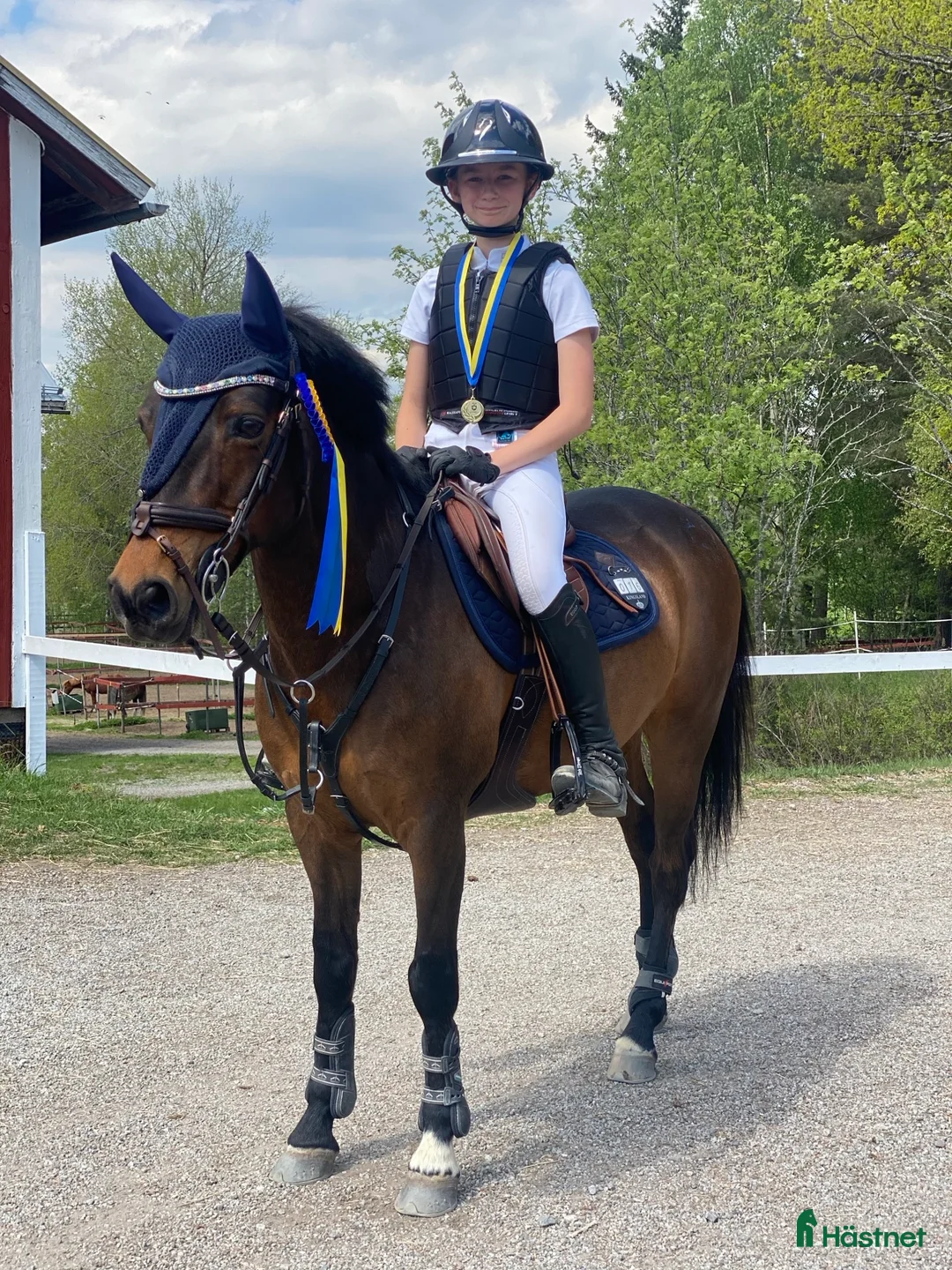 Allround hästar till salu: Fin maxad B-ponny i Helsingborg - Annons 2