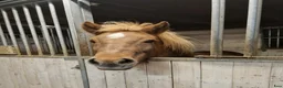 Island hästar till salu: Världens bästa Aleiga - Annons 1