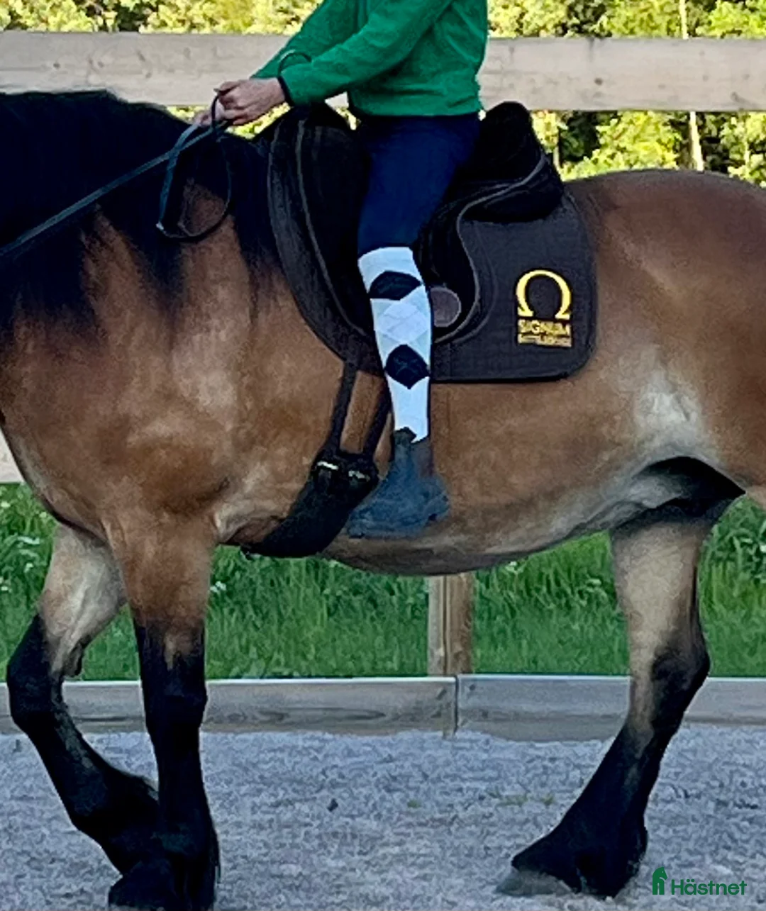 Övrig Hästutrustning hästutrustning till salu: Uppbyggd ridpadd Signum Omega i Knivsta - Annons 1