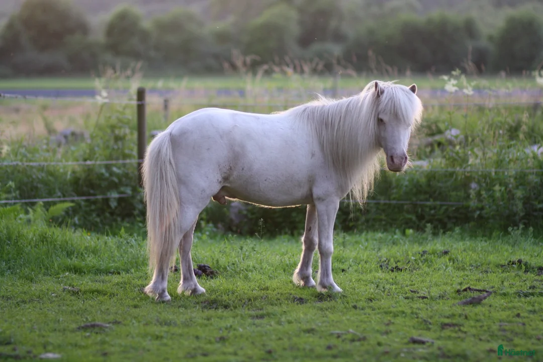 Allround hästar till salu: Världens bästa Mickie i Veddige - Annons 1