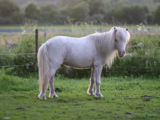 hästar Världens bästa Mickie i Veddige - Annons 3