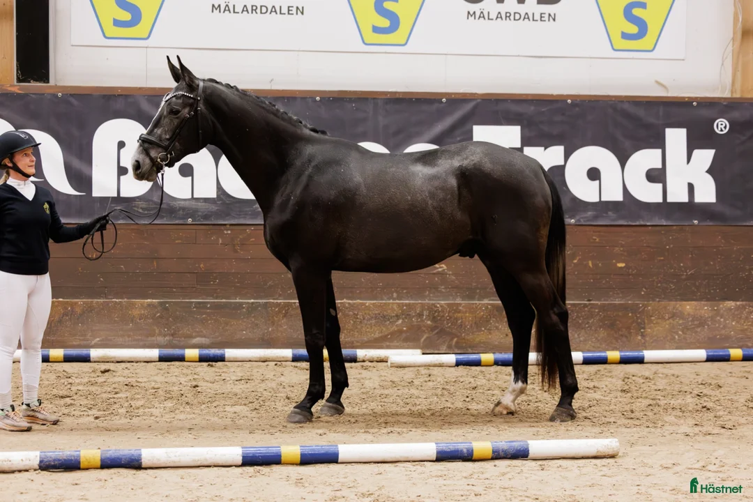 Dressyr hästar till salu: SWB Valack född 2022 i Järfälla - Annons 2