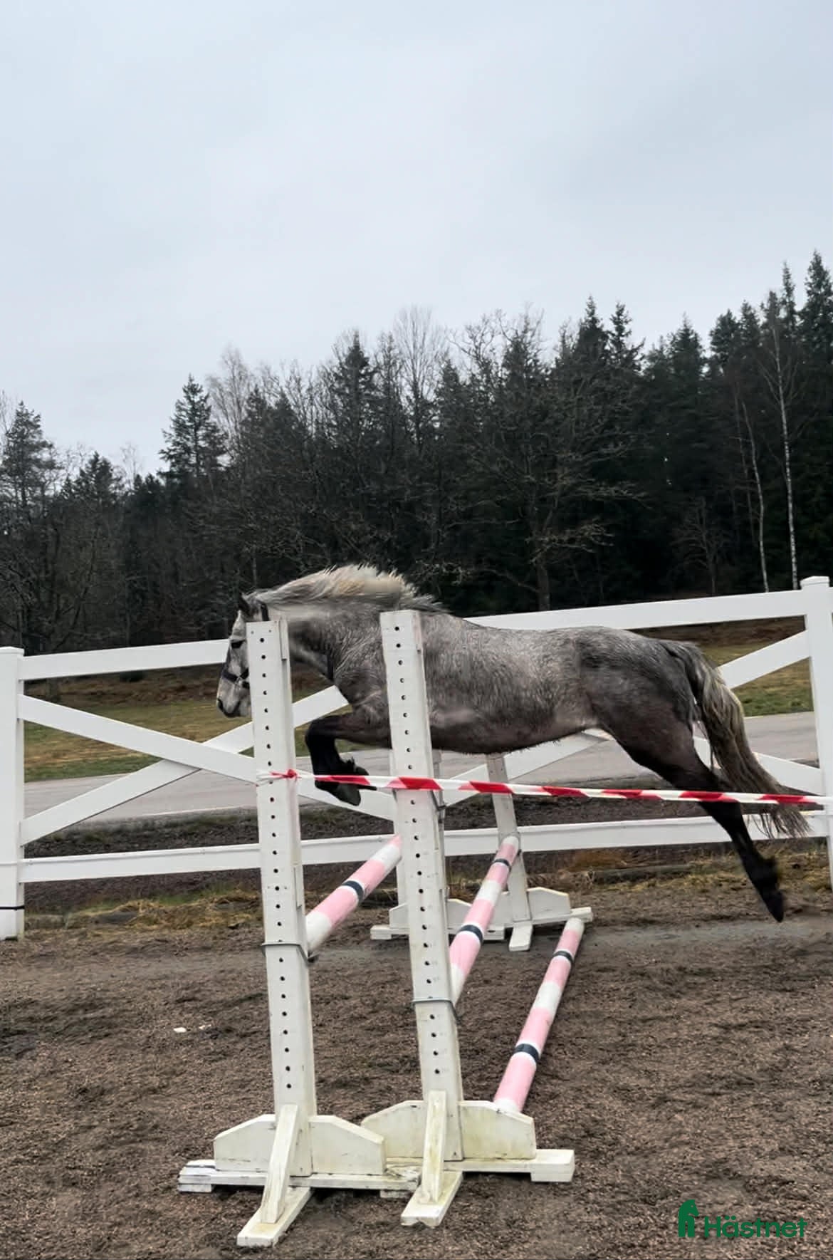 Allround hästar till salu: Sött Svenskfött Connemarasto - Annons 1