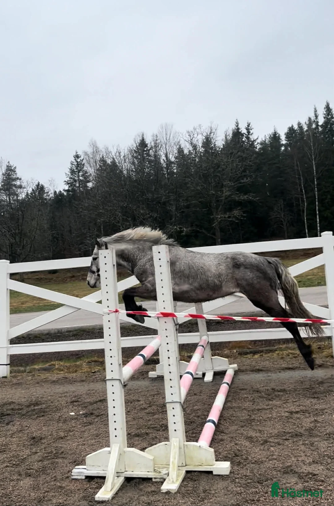 Allround hästar till salu: Sött Svenskfött Connemarasto - Annons 1