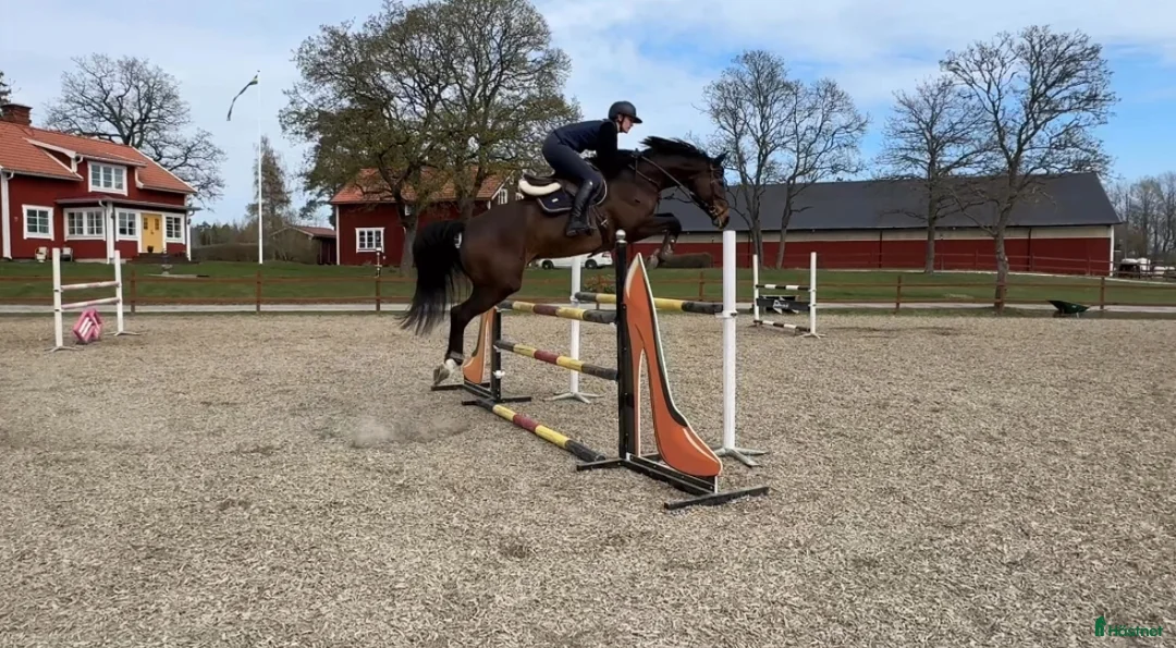  hästservice finnes: Förmedling, utbildning, träning, tävling i Skultuna - Annons 2