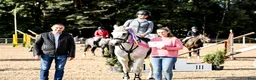 Hoppning hästar till salu: Dressage and showjumping Conemara pony - Annons 12