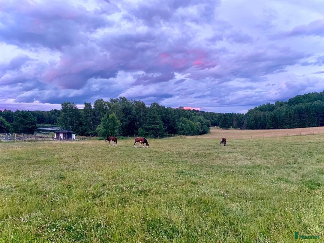  stallplats finnes: STALLPLATS UTHYRES i Norra Sorunda - Annons 3