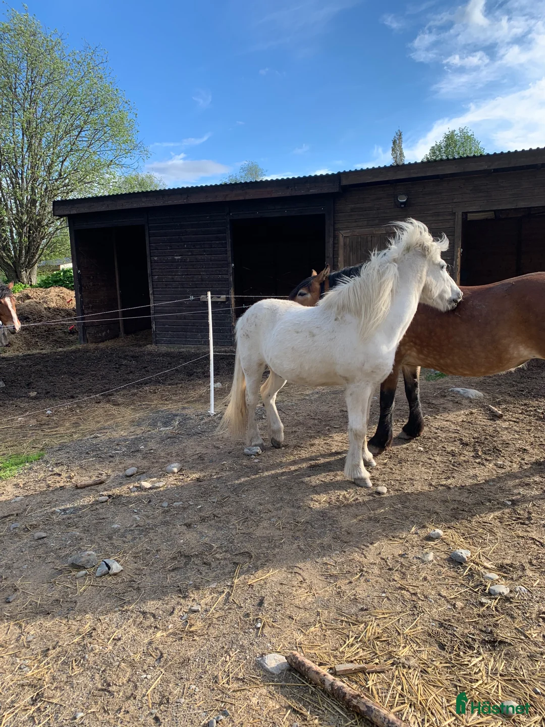 Island hästar till salu: Drömhästen Dagur säljes.  - Annons 4