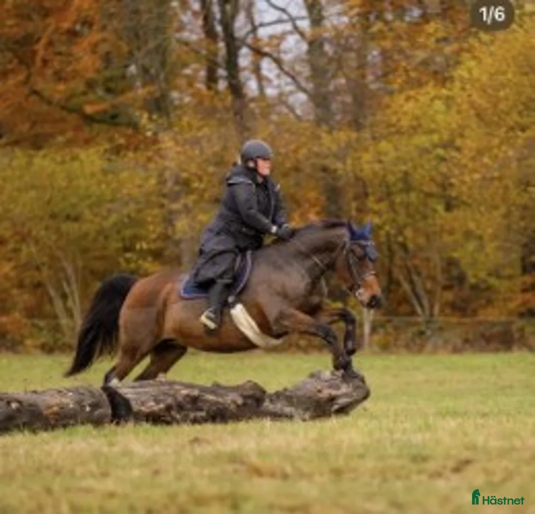  medryttarhäst finnes: Medryttare/halvfodervärd sökes i Sjöbo - Annons 2