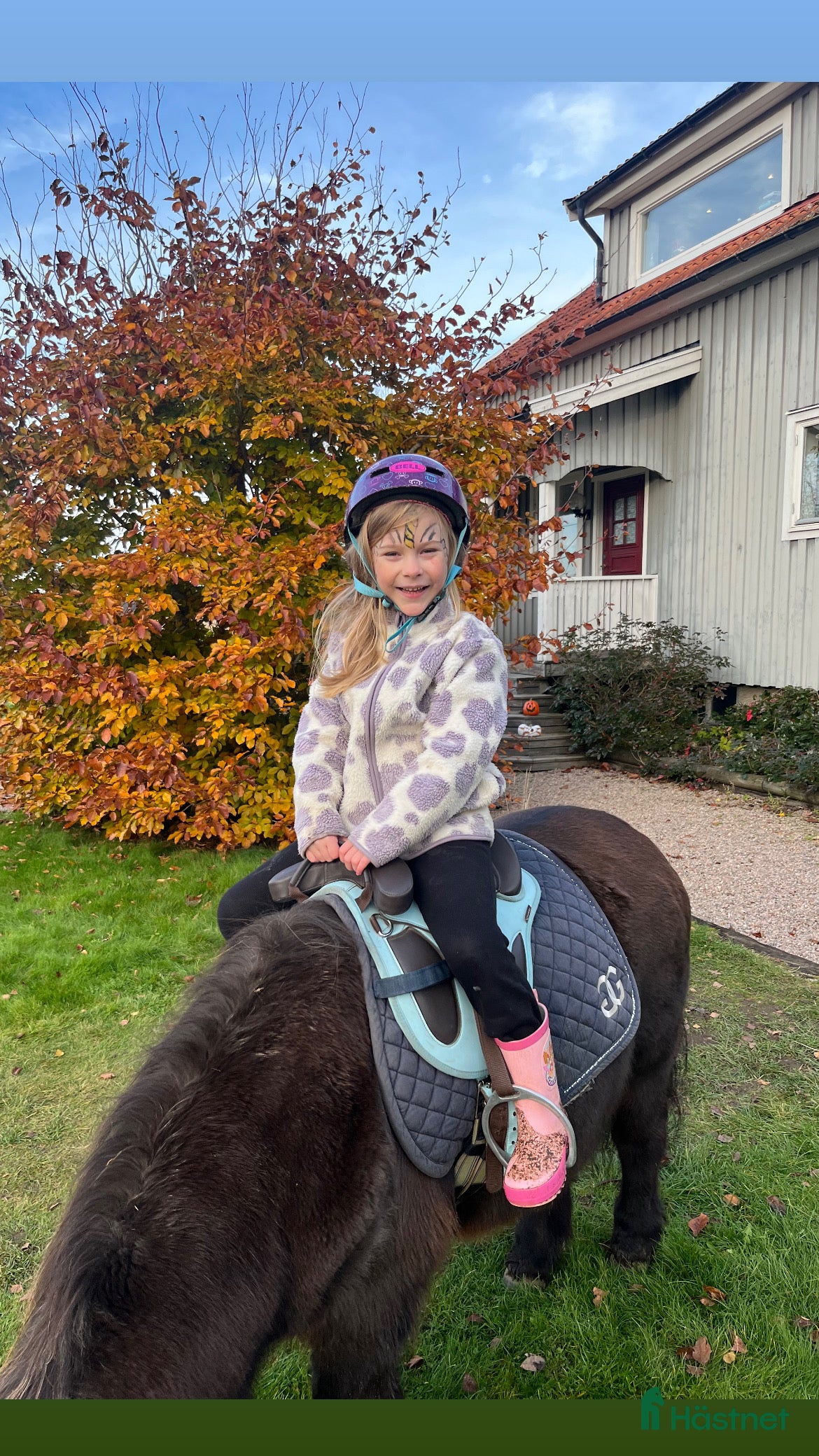  hästar Snäll barnponny på foder ev senare köp i Gråbo - Annons 13