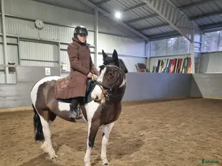 medryttarhäst finnes: Medryttare sökes i Skövde - Annons 2