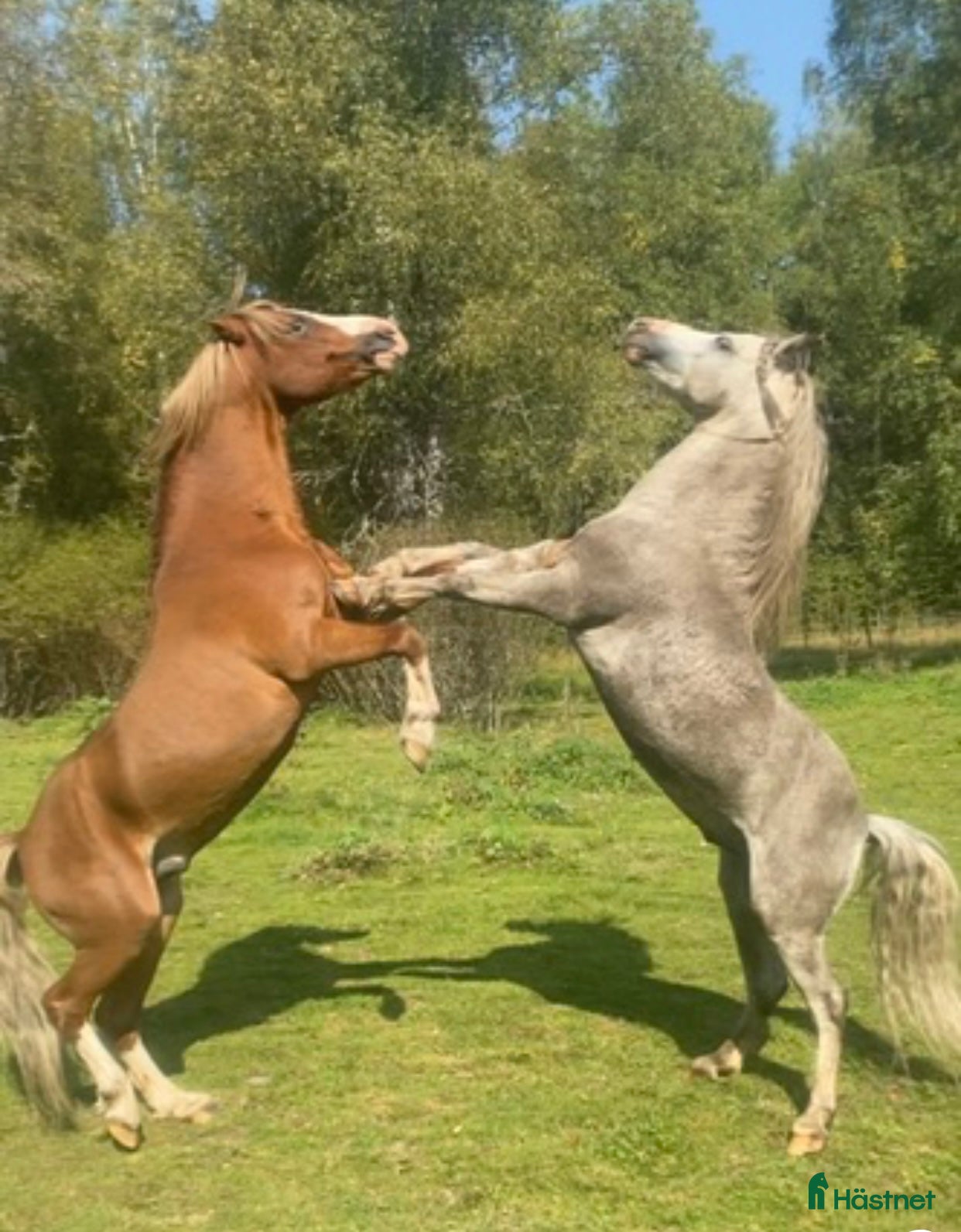  avel Welsh mountainhingstar  - Annons 1