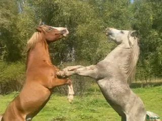 avel Welsh mountainhingstar - Annons 1