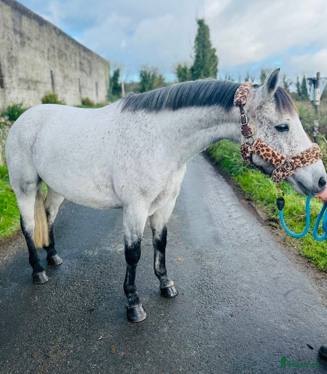Allround hästar till salu: Allrounder ponies i Ljungby - Annons 9
