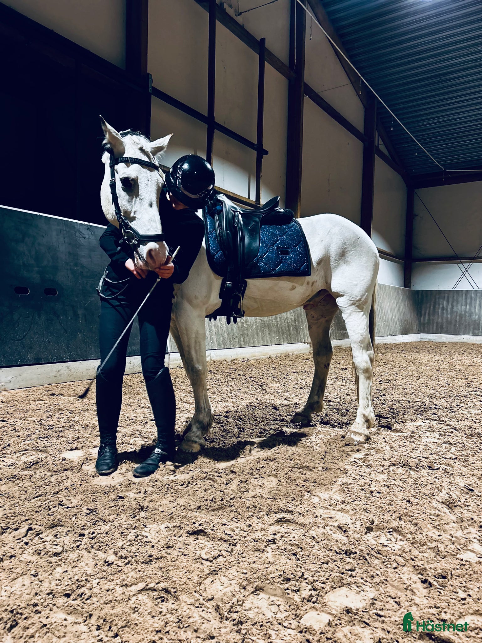  hästar Maxad D ponny som syns i mängden - Annons 2