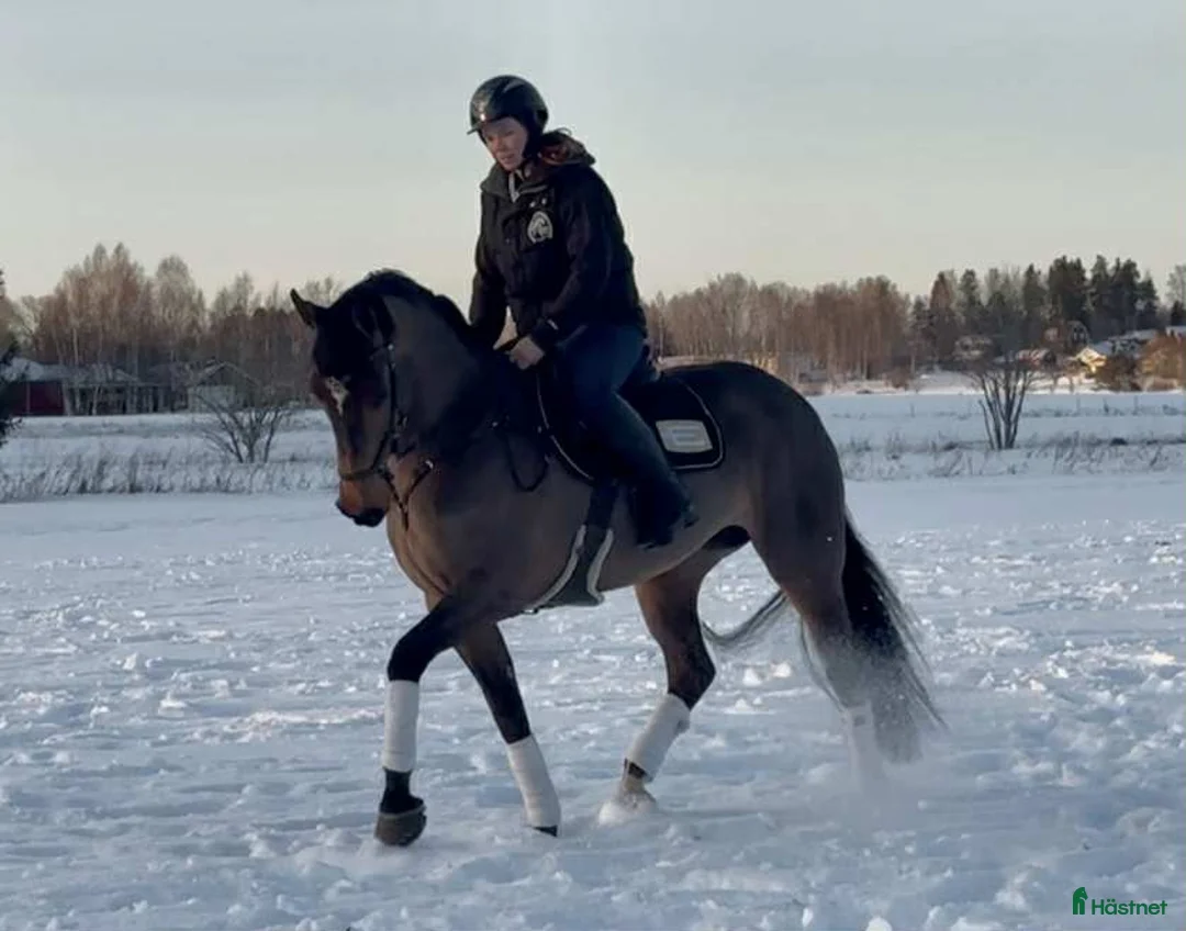 Allround hästar till salu: Fin allroundhäst  i Sala - Annons 3