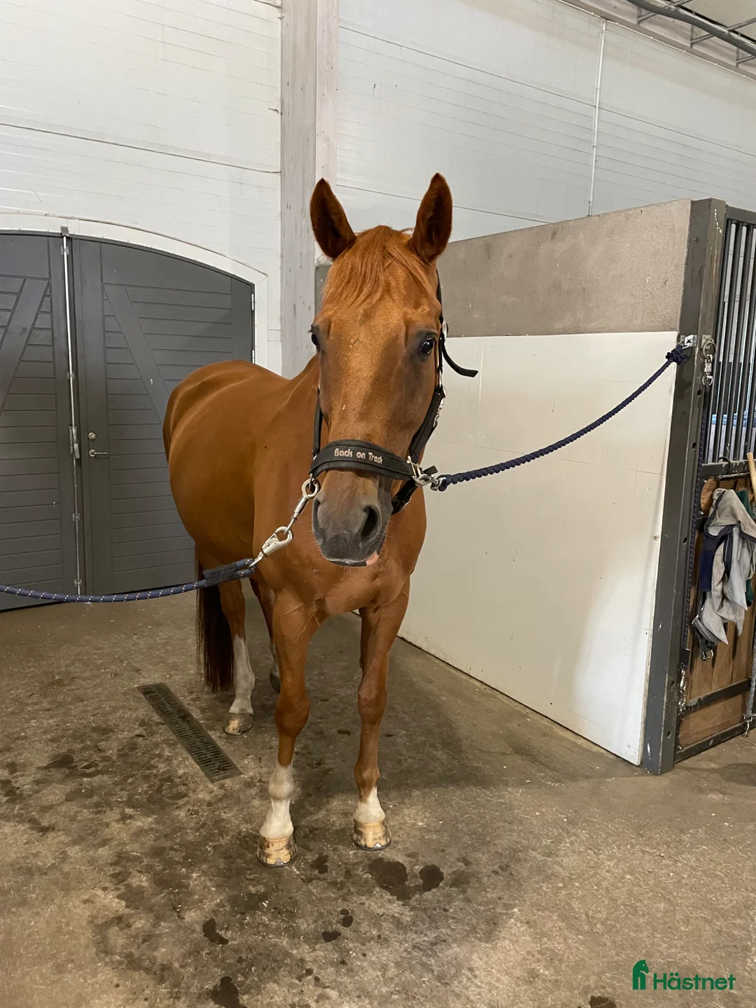  medryttarhäst sökes: Önskar bli medryttare i Onsala - Annons 1