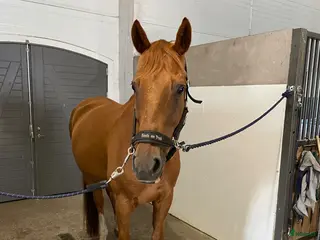 medryttarhäst sökes: Önskar bli medryttare - Annons 1