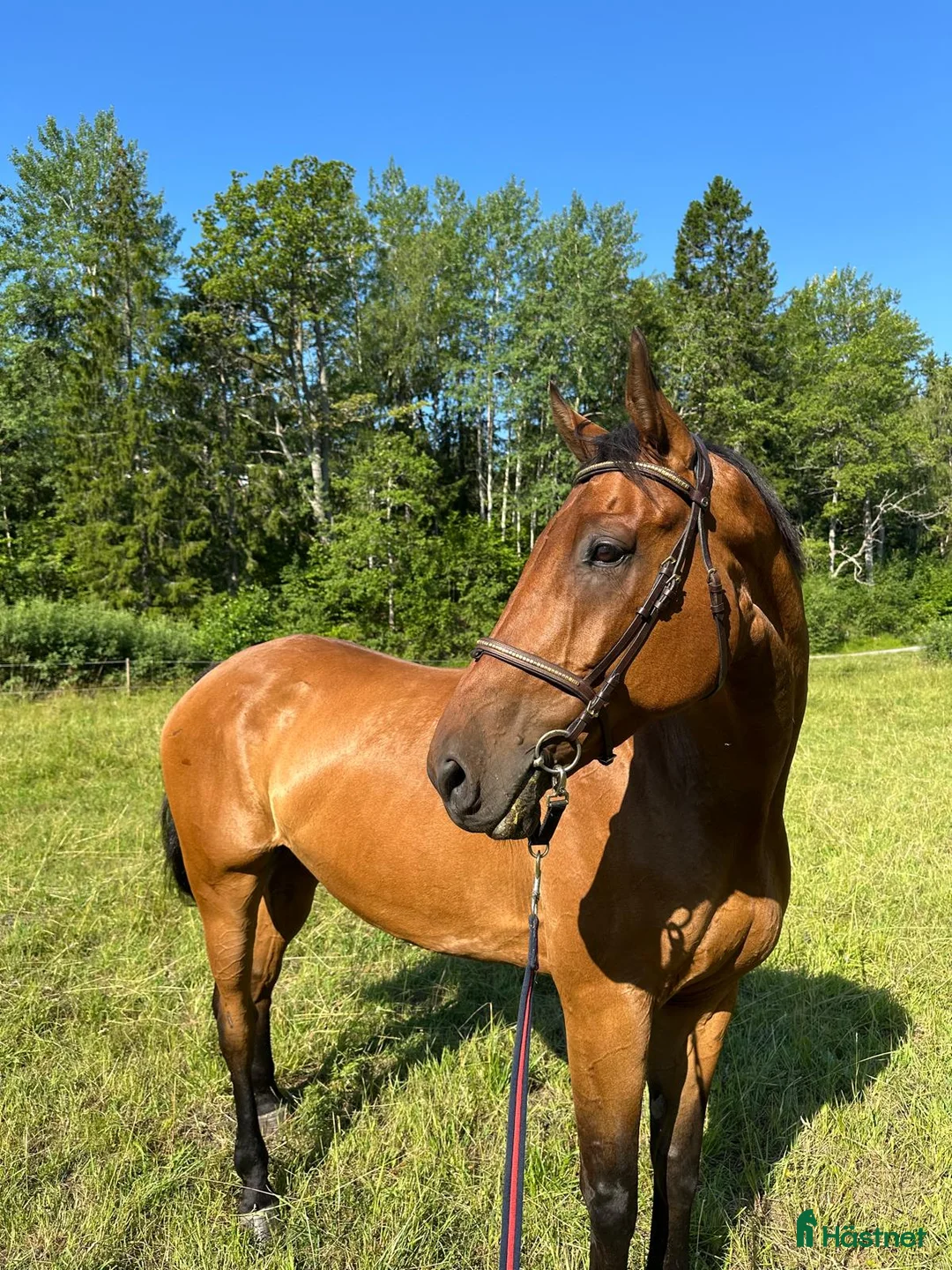 Allround hästar till salu: Charmig SWB-valack - Annons 1