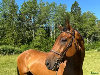 hästar Charmig SWB-valack - Annons 6