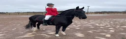 Allround hästar till salu: Vackert Sto - Annons 5