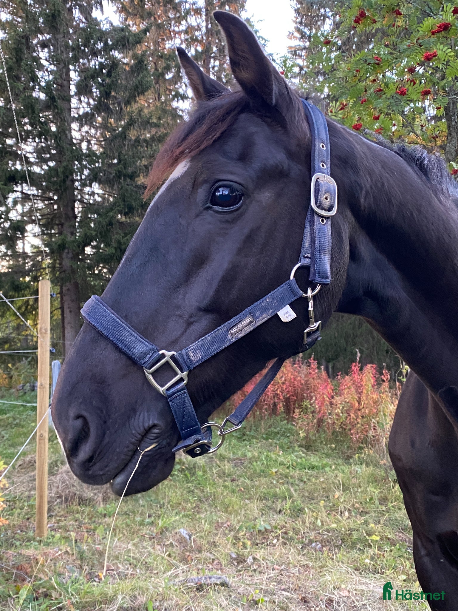  hästar Snäll, elegant och känslig valack med stort hjärta - Annons 2