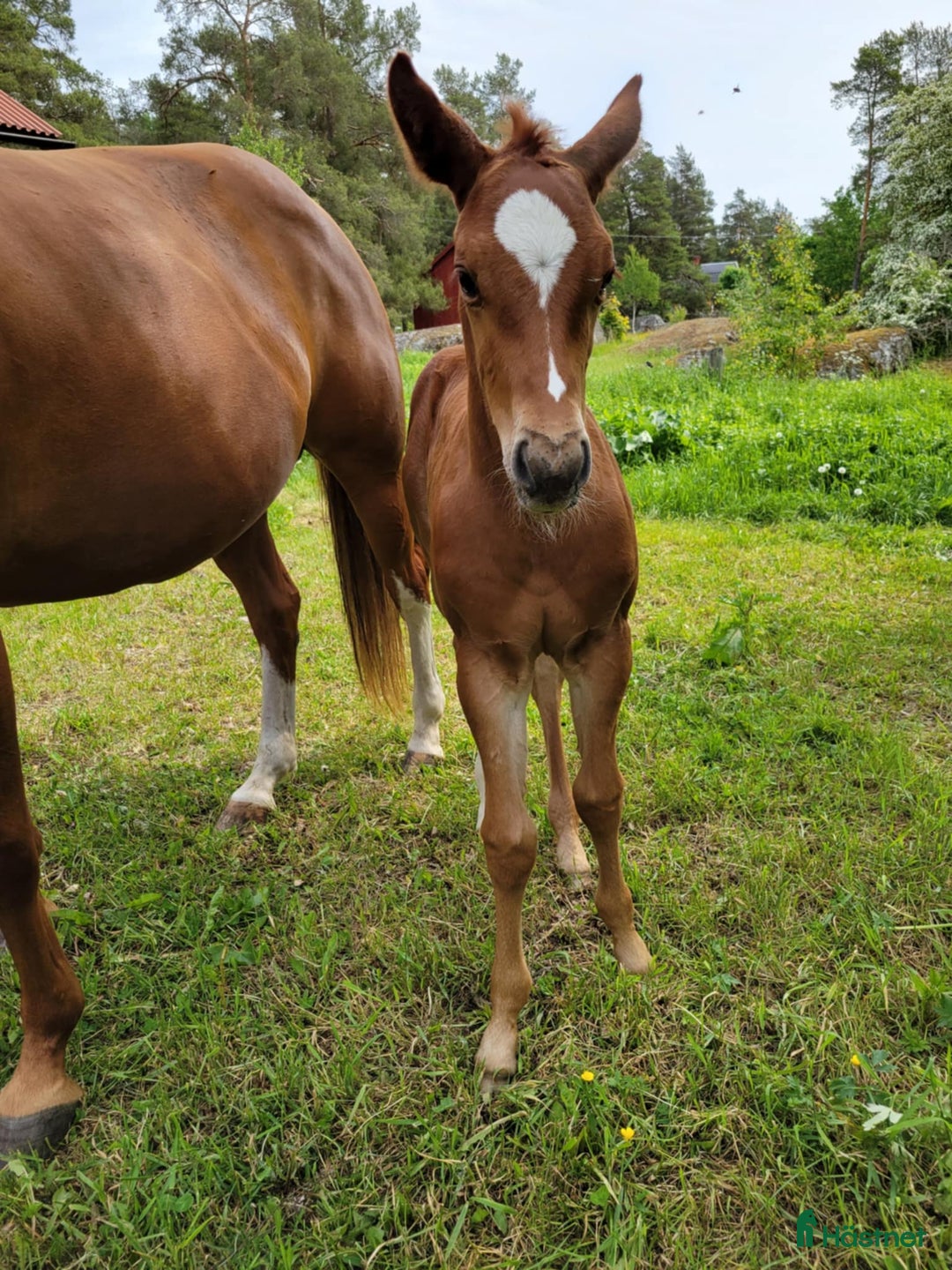 Western hästar till salu: Paint föl med pleasure stam i Uppsala - Annons 2