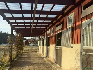 hästservice Lösdrift med fullservice för unghingstar f.2025 - Annons 4