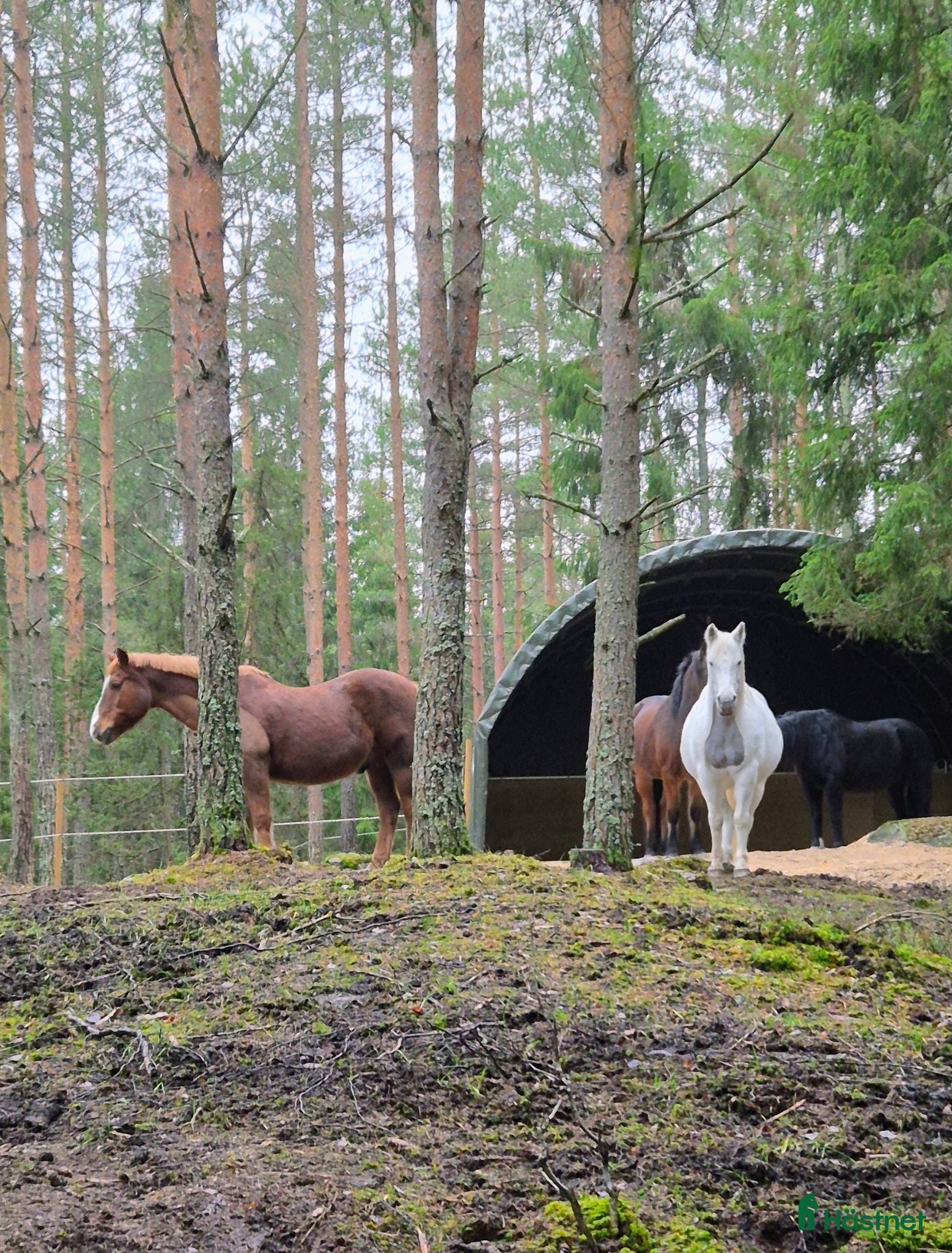  stallplats Lösdrift i Tullinge för lättfödda hästar/ponnyer  - Annons 10