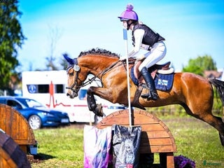 Fälttävlan hästar till salu: Exceptional schoolmaster for any discipline - Annons 1