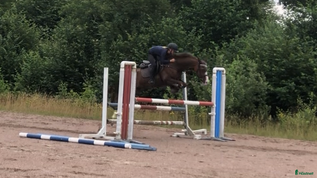  hästservice finnes: Inridning / utbildning i Munka-ljungby - Annons 7